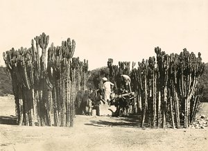 Puits à Nacfa, 09/05/1936 - Modestino Baldinetti