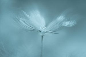 Fleur bleue de rêve
