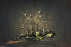 Nature morte botanique sombre