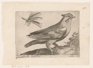 Jaseur boréal (Bombycilla garrulus) (Vogels) - Monogrammist AG