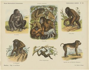 Animaux à quatre mains