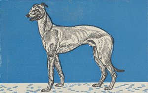 Lévrier, 1912