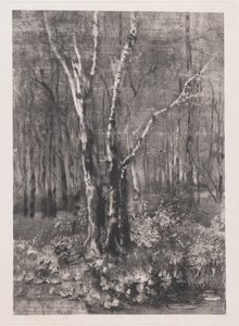 Bois dans le parc près de Monza - Mose Bianchi