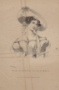 La fleur de Cambria, lithographie par C.G. Childs, 1830