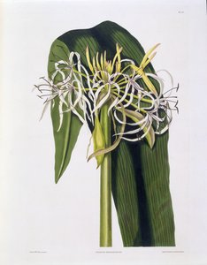 Crinum Declinatum, Planche 43 de 