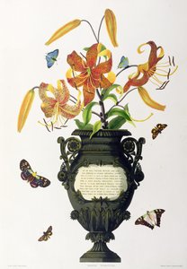 Lilium tigrinum (Lys tigré), de 