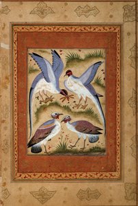 Oiseaux. Miniature gouache de l