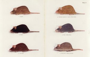 Mice (colour litho)