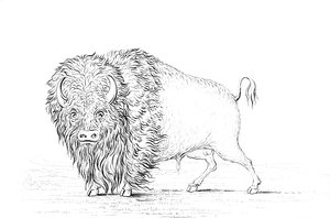Buffle, 1841 - Myers and Co