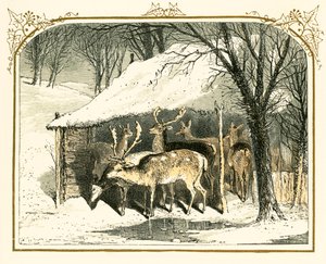 Cerfs dans la neige