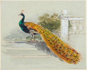 Paon, vers 1640-99 - Myles Birket Foster