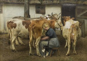 Traite des vaches. Jutland occidental