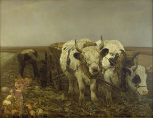 Récolte de navets - N.P. Mols