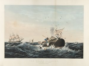 La pêche à la baleine : Le cachalot 