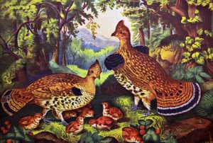 La famille heureuse, gélinotte huppée et ses petits - N. and Ives, J.M. Currier