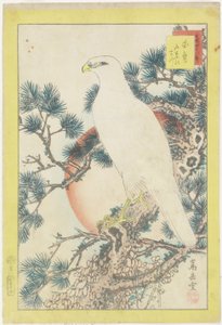 No. 1, Faucon blanc et pin à cinq aiguilles - Nakayama Sugakudo