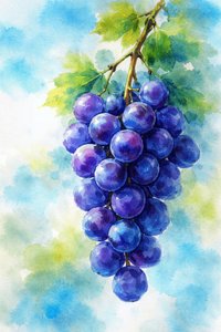 Aquarelle « Raisins violets » - Natalie Bruns