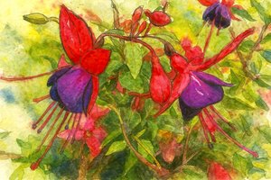Fleurs fuchsia éclatantes