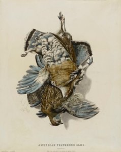 Gibier à plumes d