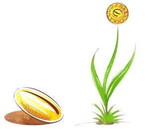 Graine et pousse - illustration d