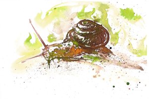 Escargot, 2025 (encre)