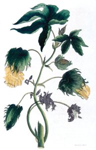 Gossypium - plante de coton, 1823 - Neale and Son