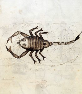 Le signe du zodiaque Scorpion - Netherlandish School