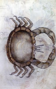 Sloane 3983 f.14v, Un crabe, signe du zodiaque pour le Cancer - Netherlandish School