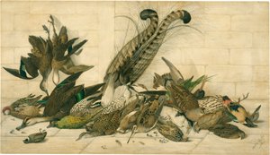 non titré (Oiseaux de gibier australiens) - Neville Cayley