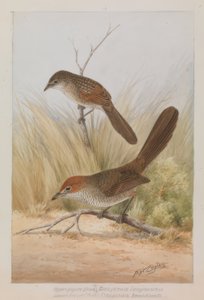 Oiseau à long bec - Neville William Cayley
