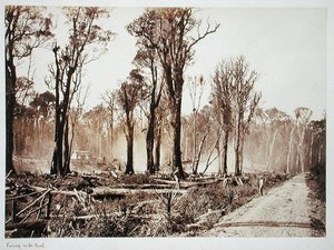 Seventy-Mile Bush - New Zealander Photographer
