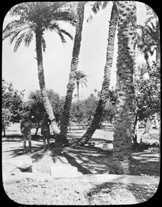 Jardin du général Gordon, Khartoum, Soudan, vers 1890