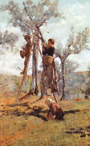 La récolte des olives, vers 1892