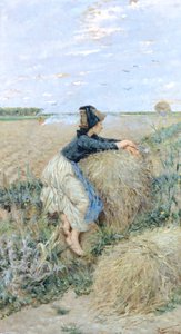 Herbe de blé à Tombolo