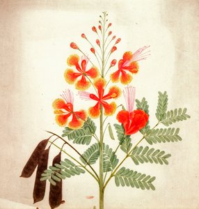 Étude de fleurs, vers 1840