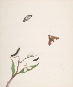 Chenille et deux papillons de nuit sur une branche et deux papillons, début 18e-milieu 18e siècle - Nicolaas Struyk