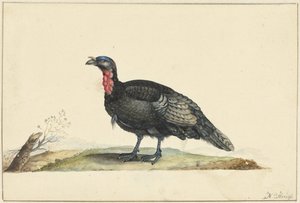 Oiseau avec des plumes noires et une gorge rouge, debout, vers la gauche - Nicolaas Struyk