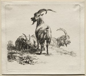 Animalia : Trois chèvres - Nicolaes Berchem