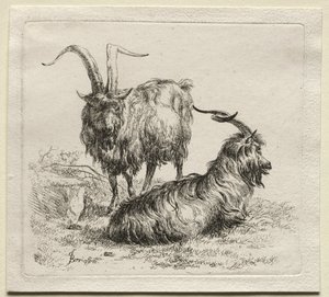 Animalia : Deux chèvres - Nicolaes Berchem