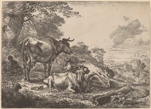 Vaches au repos