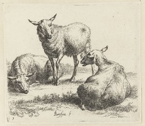 Trois moutons (Animalia ad vivum delineata et aqua forti aeri impressa Studio et Arte Nicolai Berchemi)
