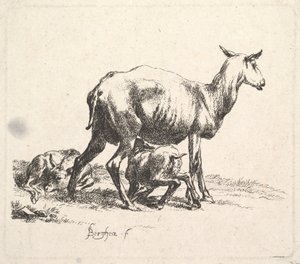 Mouton avec Agneau Allaitant - Nicolaes Pietersz. Berchem