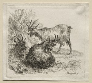 Trois chèvres - Nicolaes Pietersz. Berchem