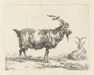Deux chèvres (Animalia ad vivum delineata et aqua forti aeri impressa Studio et Arte Nicolai Berchemi) - Nicolaes Pietersz Berchem