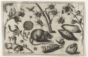 Fleurs, une souris, insectes et une moule - Nicolaes de Bruyn (possibly)