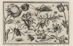 Fleurs et insectes