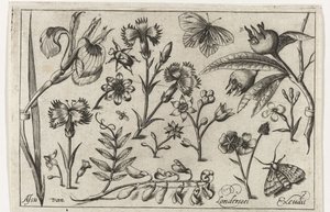 Fleurs et papillons (Vogels, bloemen, insecten etc.) - Nicolaes de Bruyn (possibly)