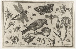 Fleurs, libellule et oiseau (Oiseaux, fleurs, insectes, etc.) - Nicolaes de Bruyn (possibly)
