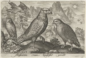 Aigle et autres rapaces