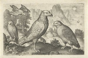 Aigle et autres rapaces (Vogels en insecten)